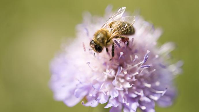 Abeille