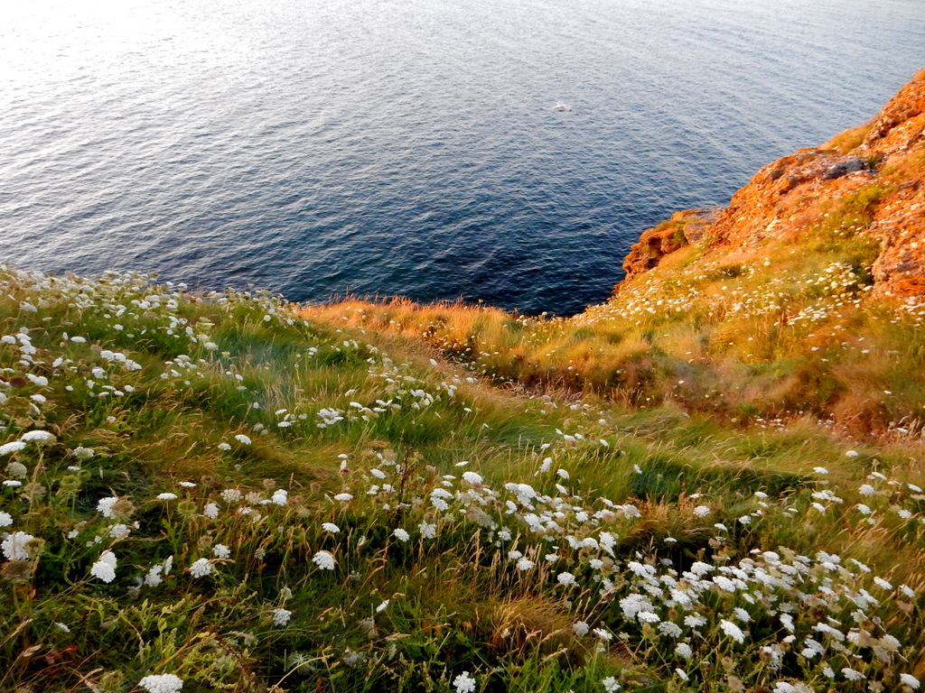 Pelouses littorales